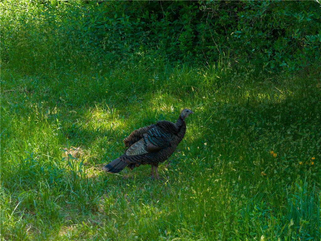 Coldsprings Rd Union Pottstown, PA 19465 - Photo 19 of 71 Wild turkeys roam freely across verdant lawns, a serene natural amenity.