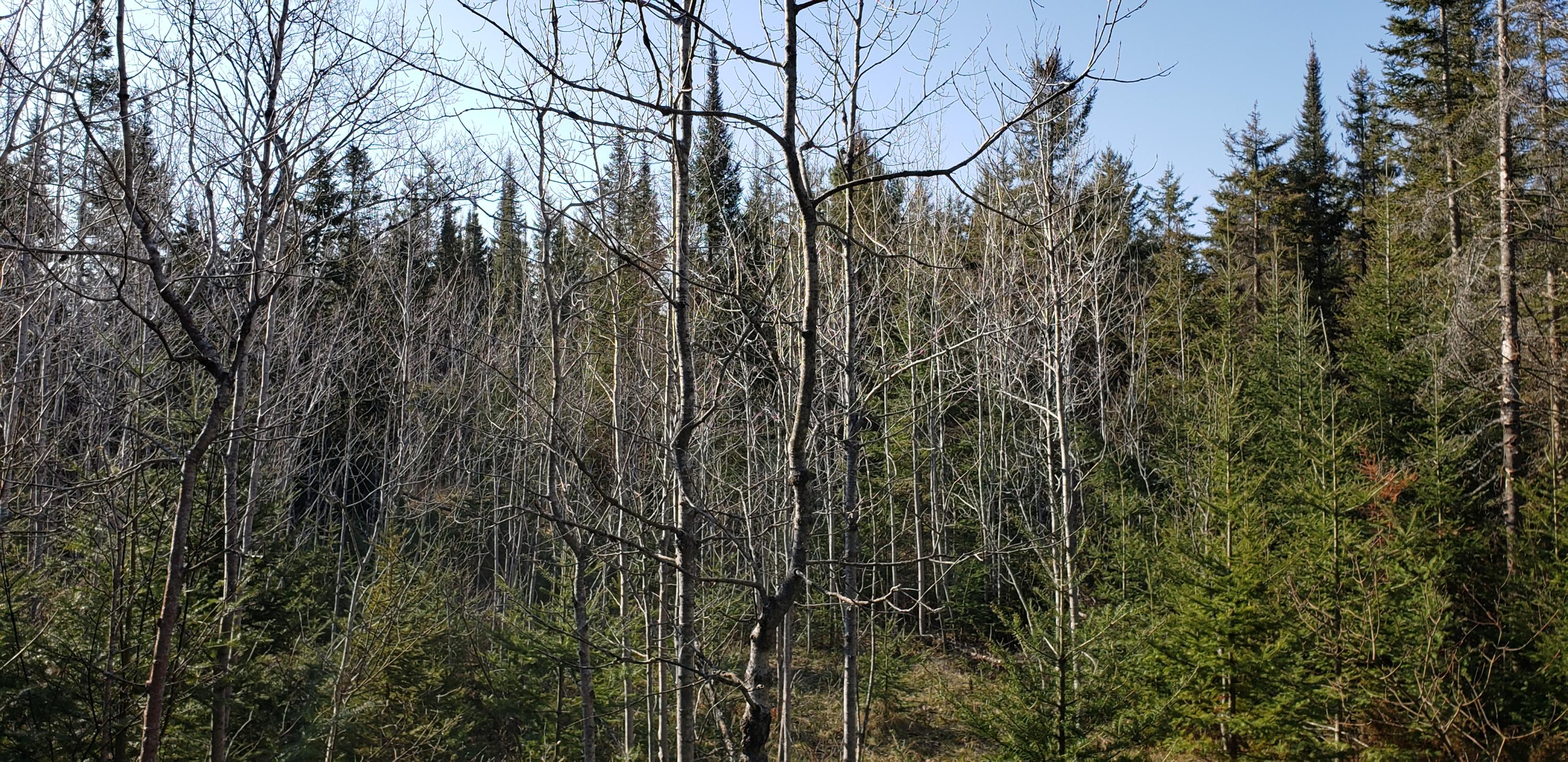 North Point Road Alpena, MI 49707 - Photo 19 of 25 Gallery Image 19