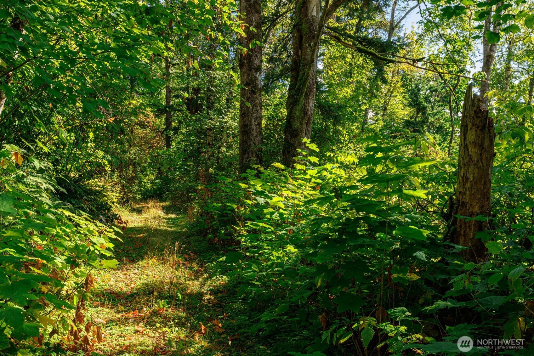 5326 Reese Hill Road Sumas, WA 98295 - Photo 16 of 23 a view of a lush green forest