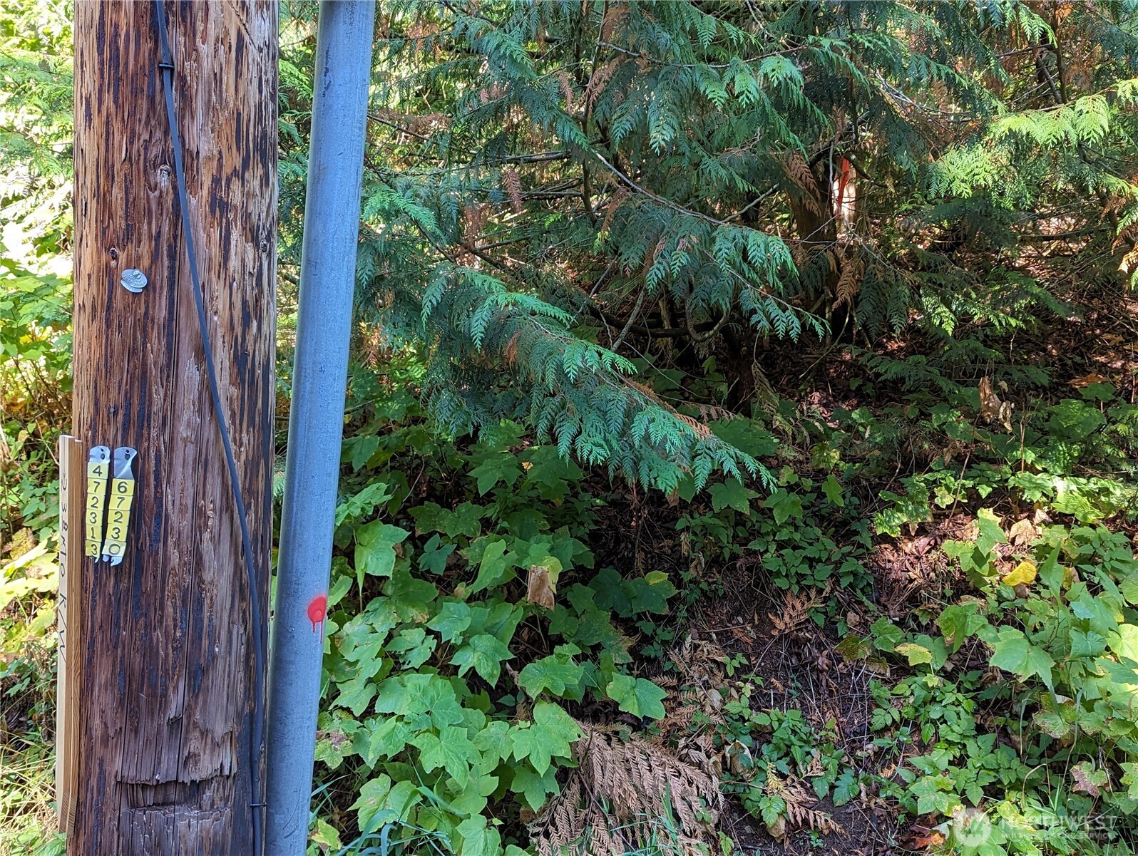 5326 Reese Hill Road Sumas, WA 98295 - Photo 21 of 23 a view of a garden with plants