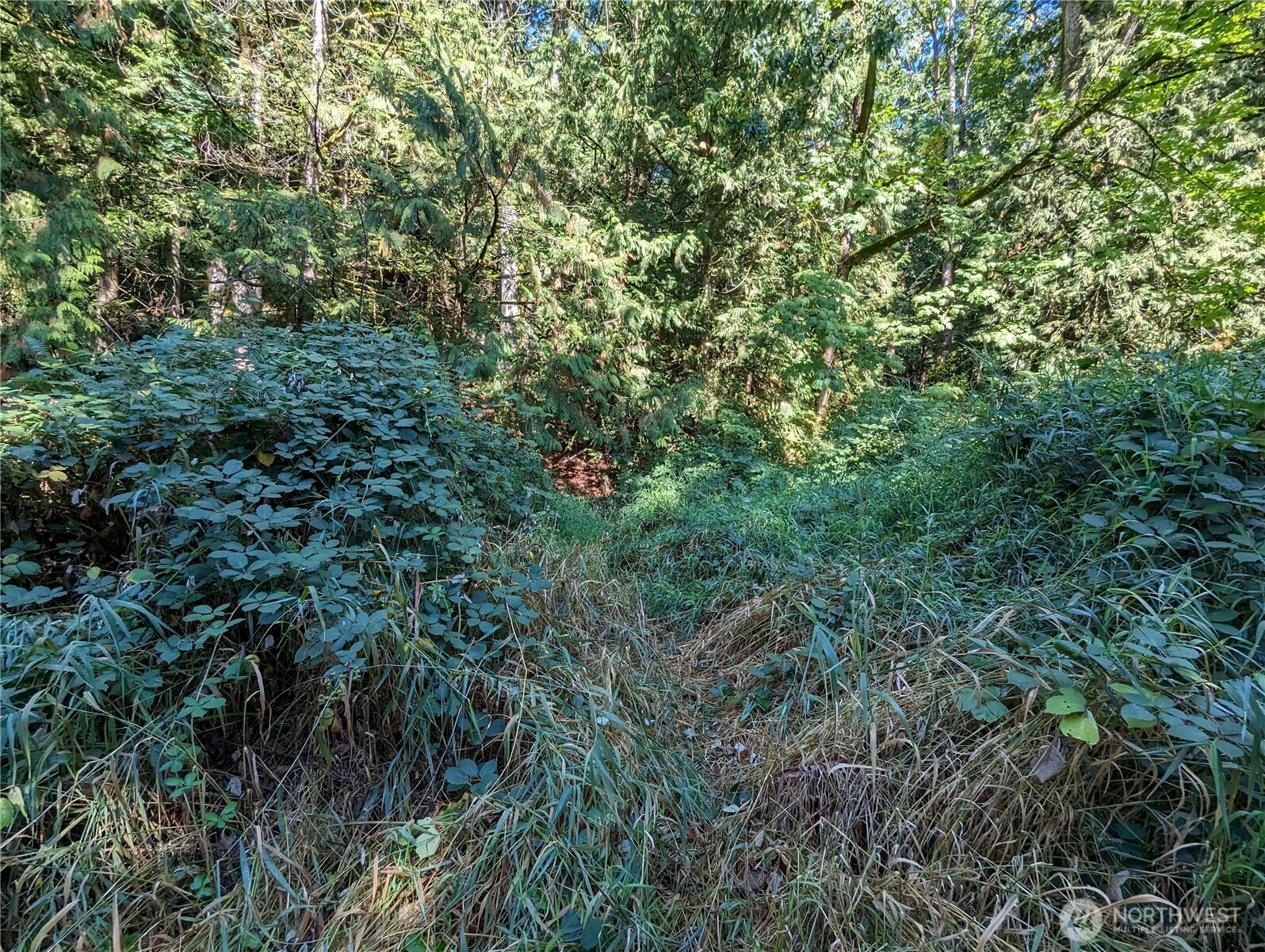 5326 Reese Hill Road Sumas, WA 98295 - Photo 23 of 23 a view of a lush green forest