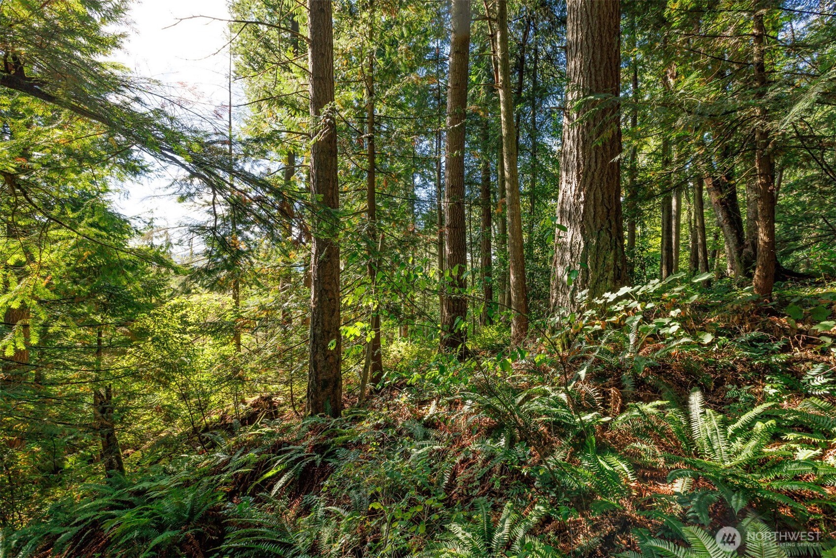 5326 Reese Hill Road Sumas, WA 98295 - Photo 8 of 23 a view of forest