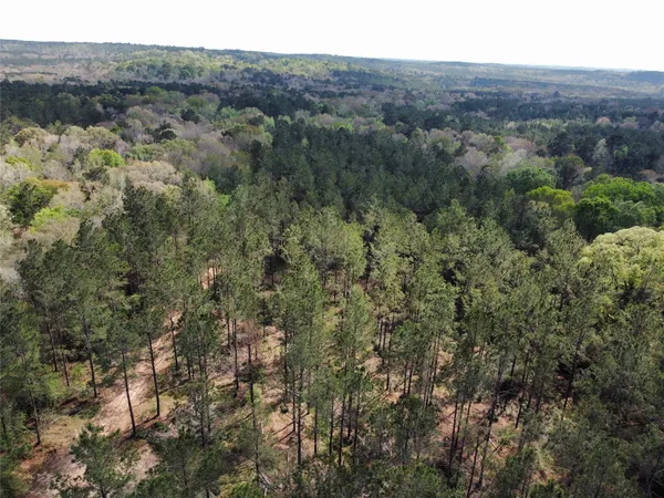 an aerial view of forest