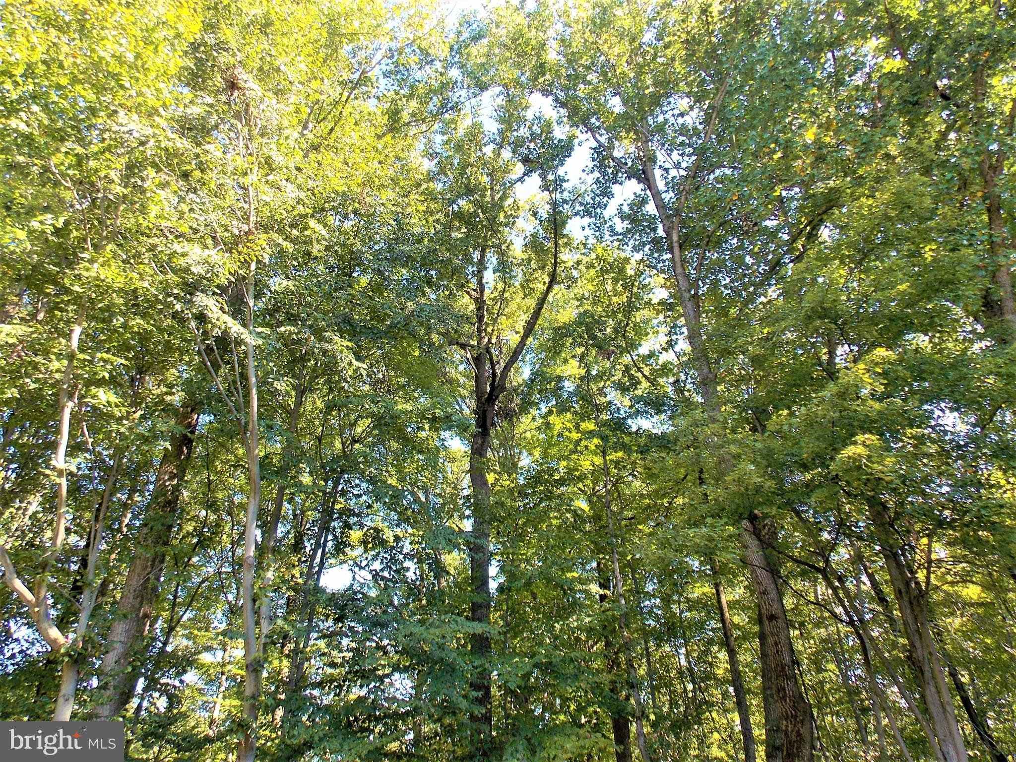 8072 Grandview Court Springfield, VA 22153 - Photo 29 of 32 a view of a tree