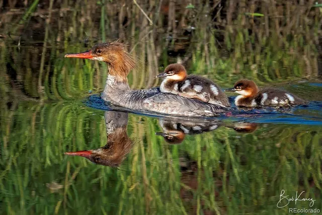 $600,000 | 38 Lonesome Pine Drive, Antonito, CO 81120