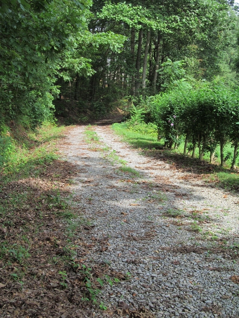 72 Clemons Road Roanoke, VA 24019 - Photo 15 of 15 a view of a yard with a tree