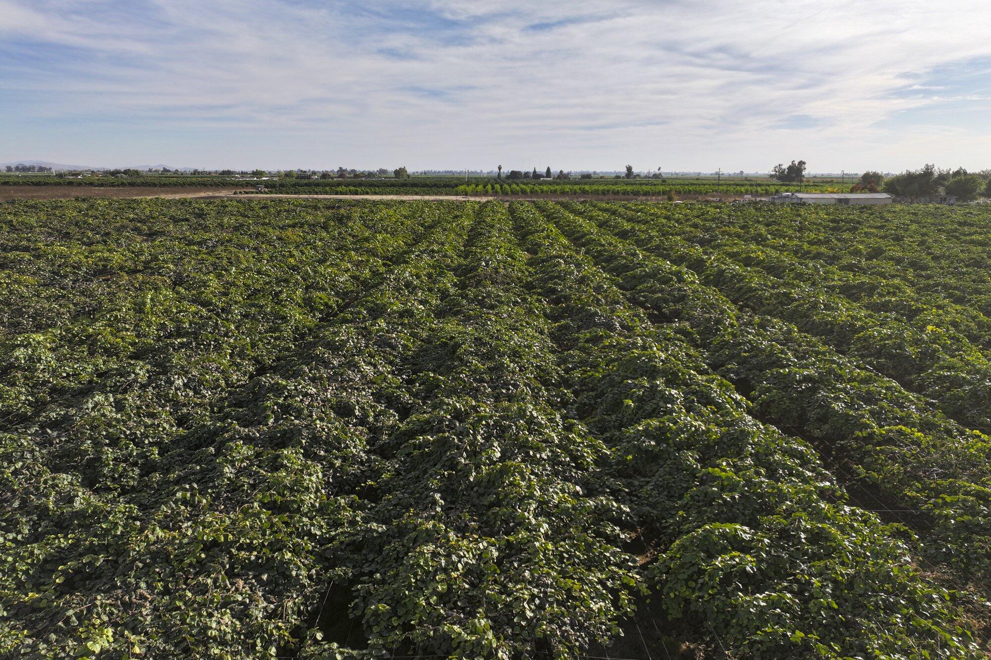 136 Rd Cutler Ca Cutler, CA 93615 - Photo 4 of 9 2023-11-21-Schuil-Farms-for-Sale-20-ac-K