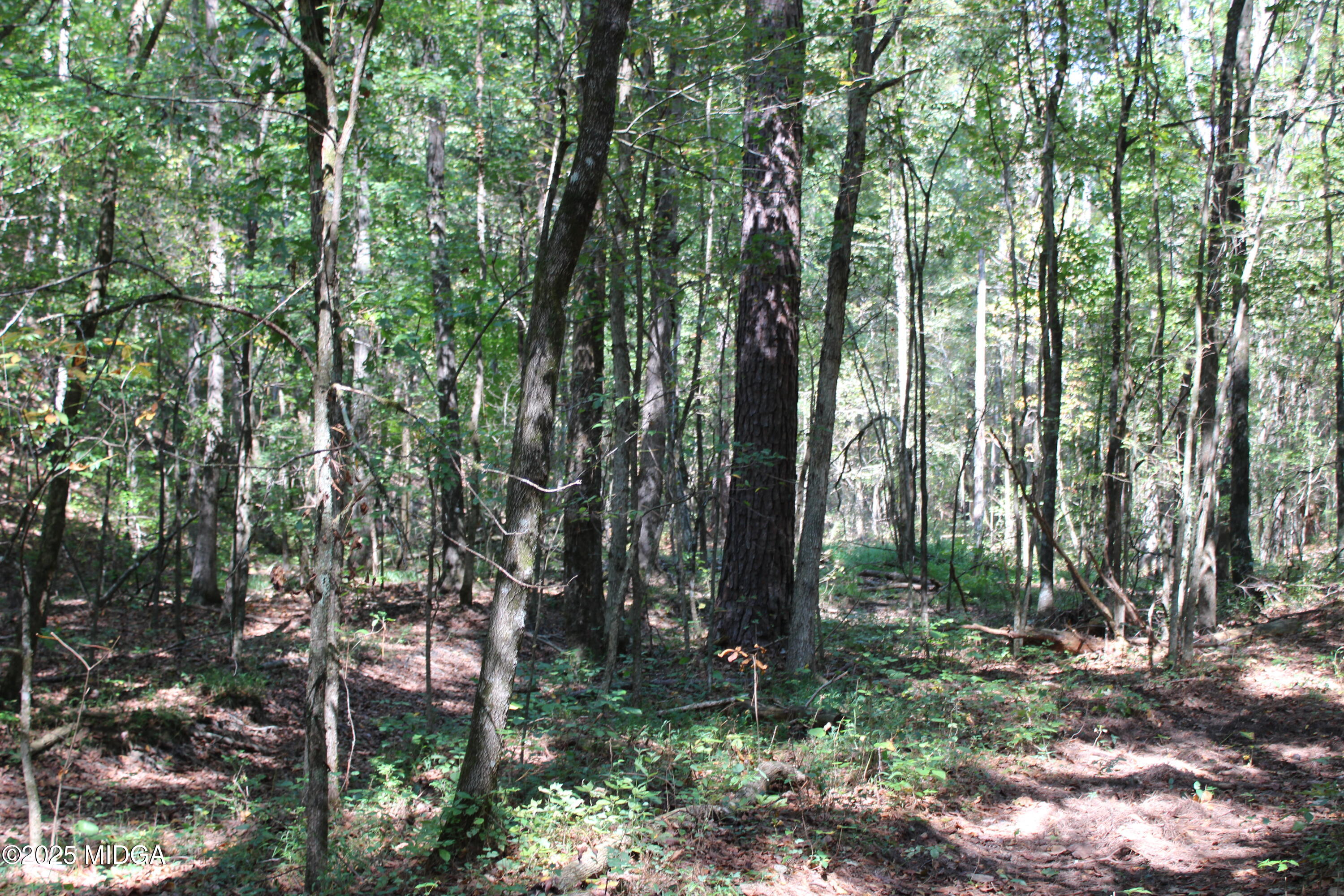 0 White Graves Road Ranger, GA 30734 - Photo 31 of 47 IMG_0380