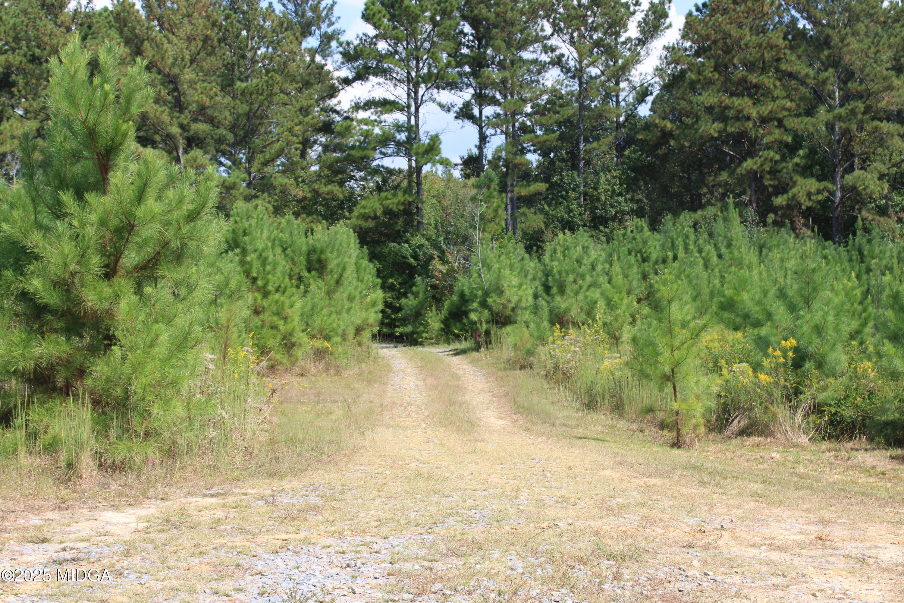 0 White Graves Road Ranger, GA 30734 - Photo 40 of 47 IMG_0401