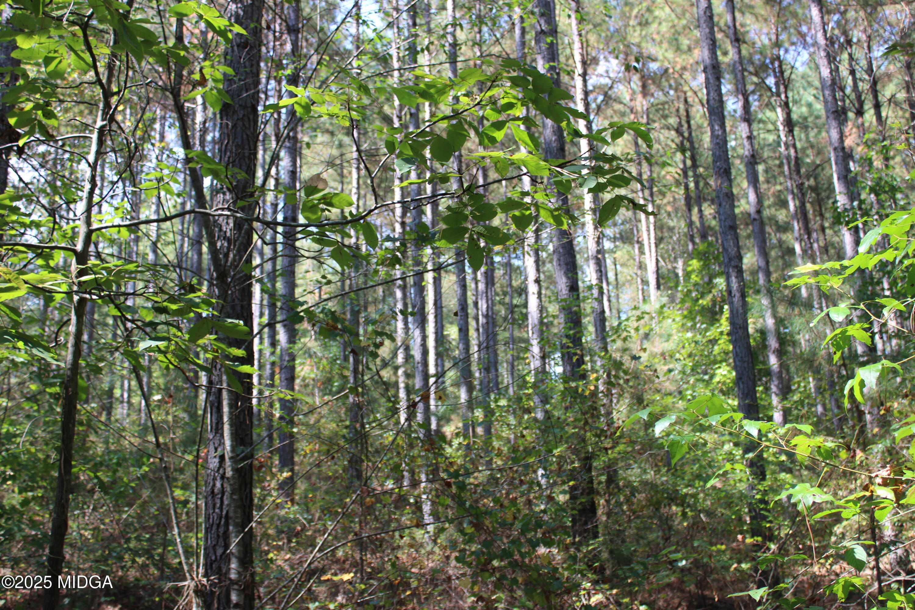 0 White Graves Road Ranger, GA 30734 - Photo 45 of 47 IMG_0427