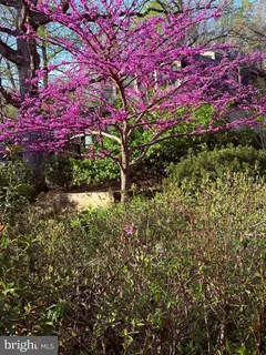 a view of a yard with a tree