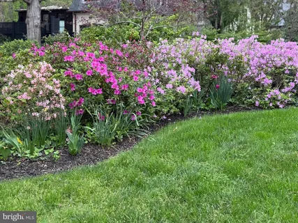 a view of a garden with flowers and flowers