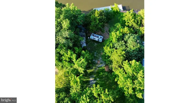 a close up of a plant in a garden