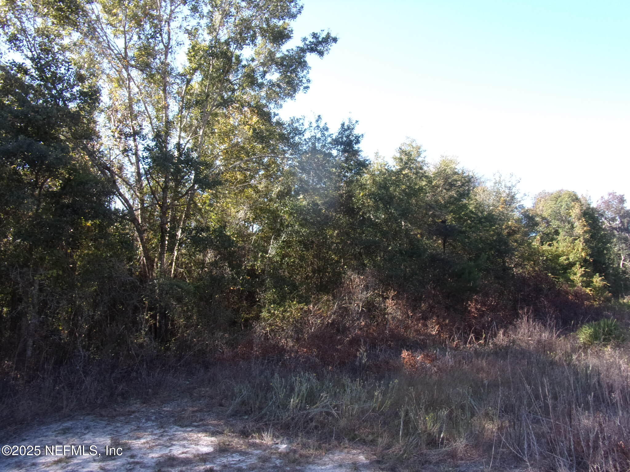 0 Oak Run Road Crescent City, FL 32112 - Photo 10 of 14 a view of a forest