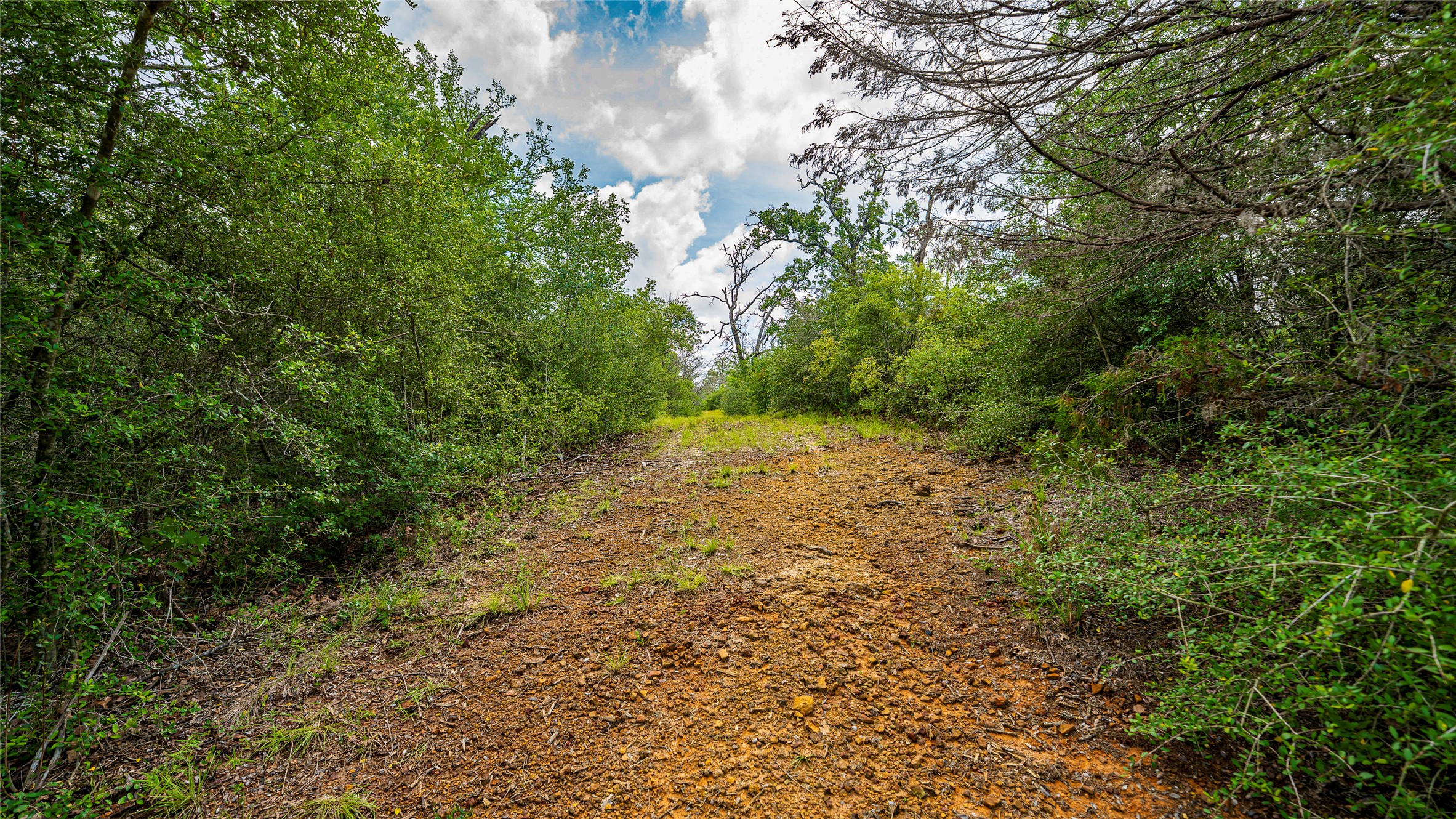 1470 22 Hills Road Gause, TX 77857 - Photo 20 of 35 A tranquil, tree-lined path offers a private escape into nature's embrace.