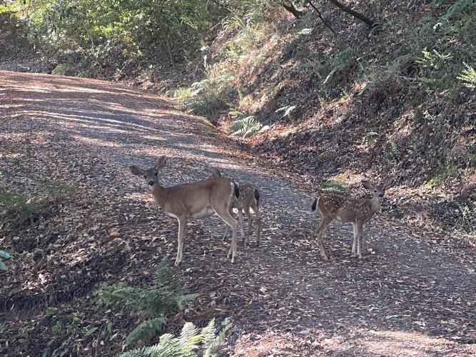 0 Hilltop Road Healdsburg, CA 95448 - Photo 3 of 8