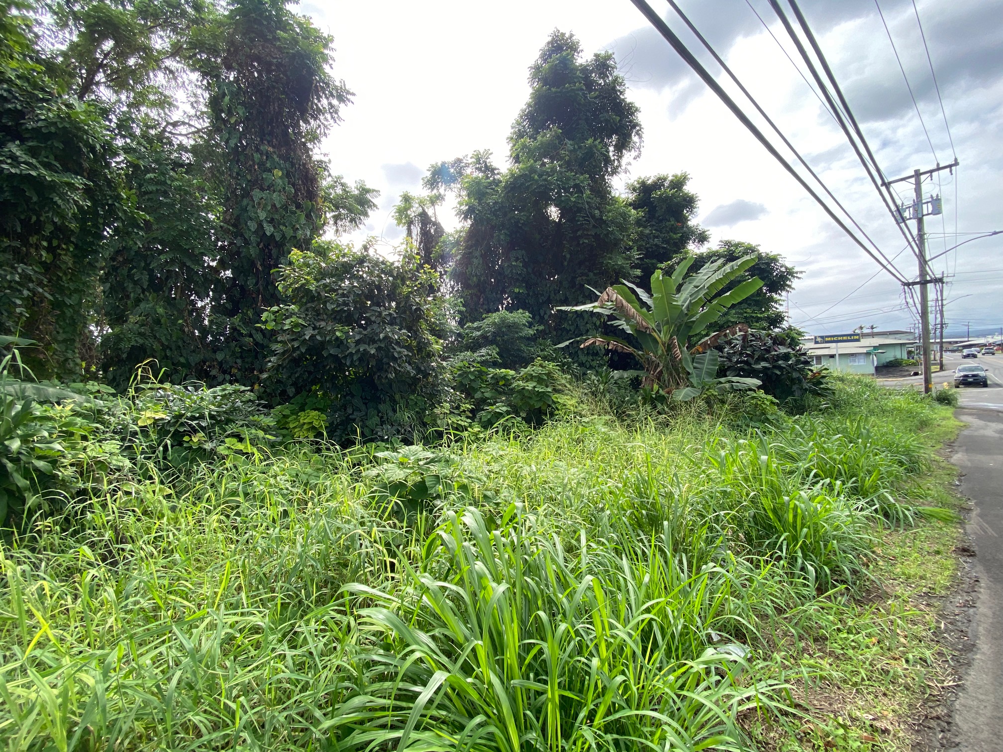 141 Manini Street Hilo, HI 96720 - Photo 3 of 3 a view of a garden