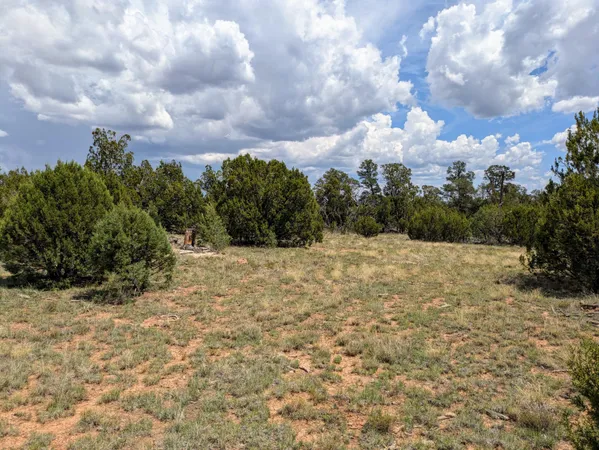a view of a dry yard with trees