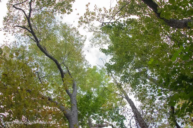 a black and white photo of a garden