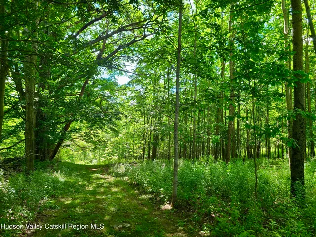 a view of a lush green forest
