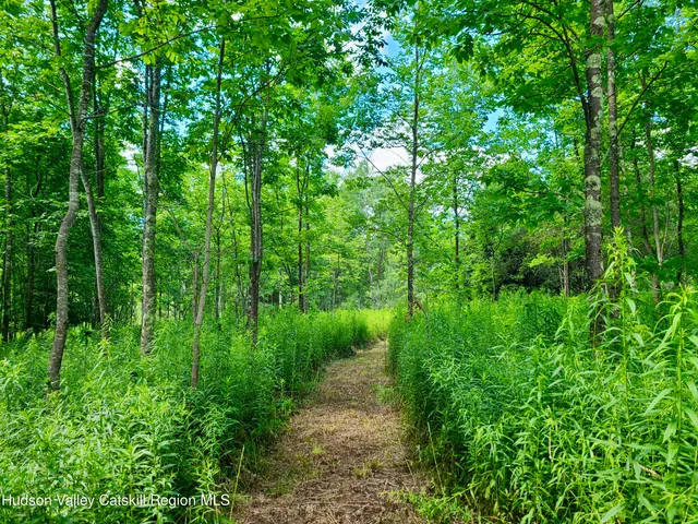 a view of a lush green forest