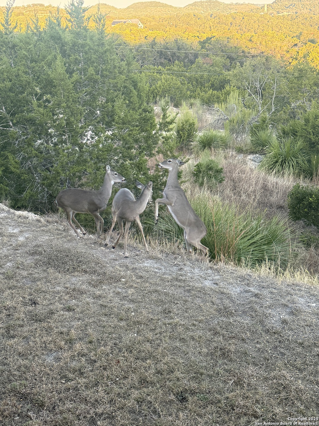 42 Tower Road Boerne, TX 78006 - Photo 47 of 50 a view of a yard with a tree