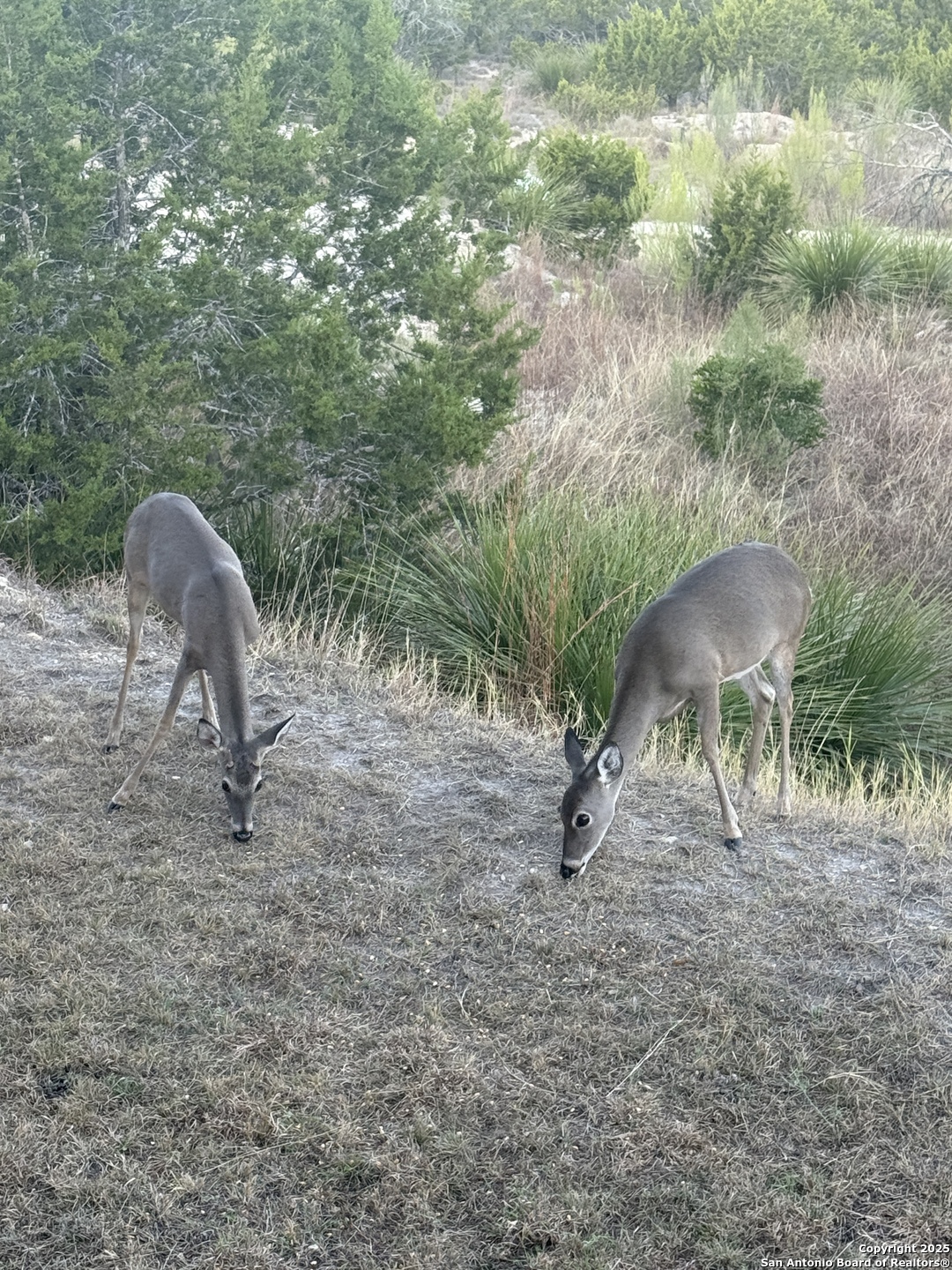 42 Tower Road Boerne, TX 78006 - Photo 48 of 50 a view of outdoor space and yard