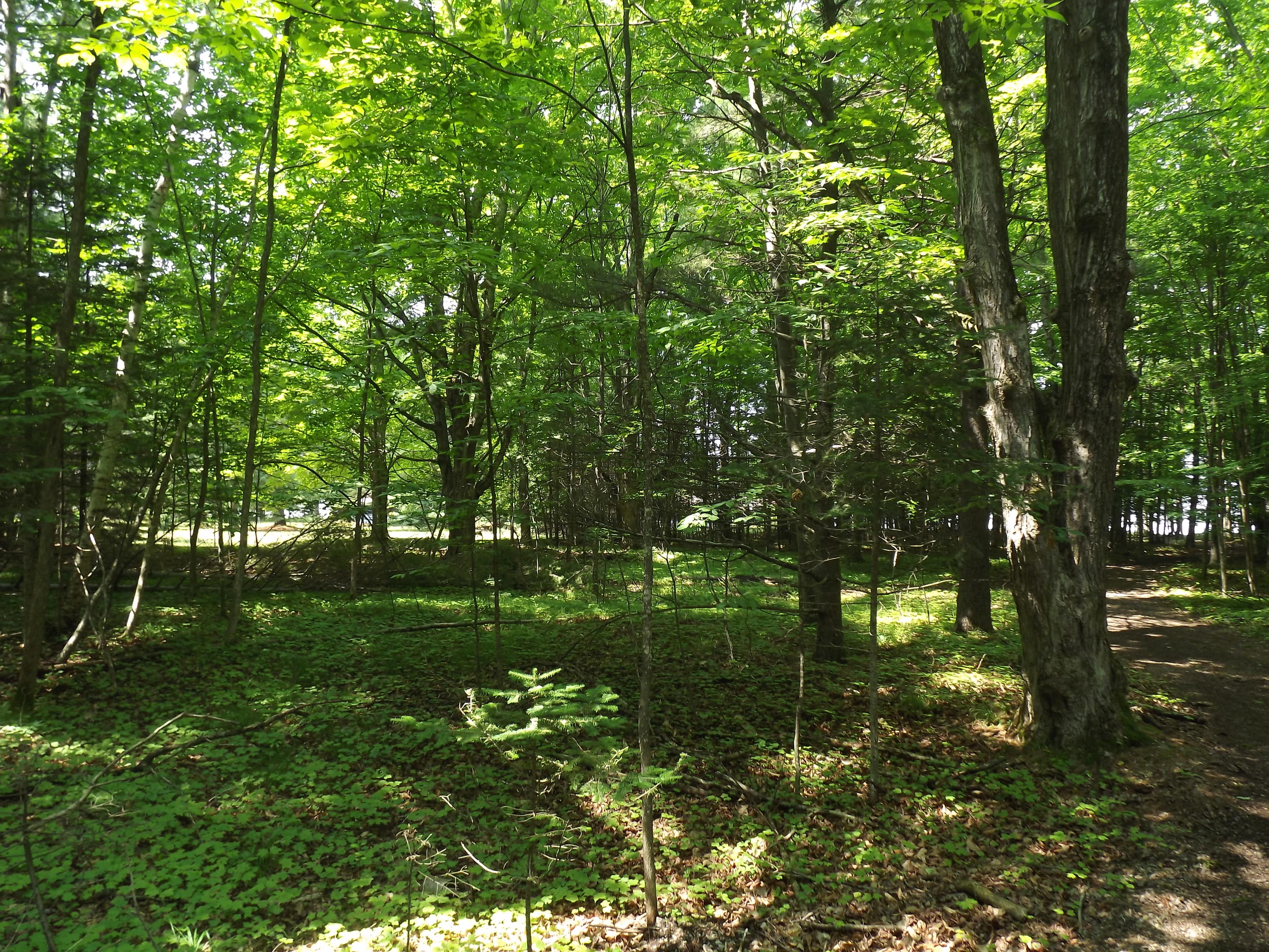 East Mullett Lake Road Indian River, MI 49749 - Photo 9 of 42 Gallery Image 9