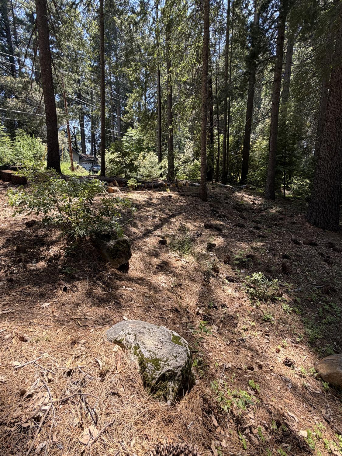 16819 Pasquale Road Nevada City, CA 95959 - Photo 9 of 10 a view of a forest with trees
