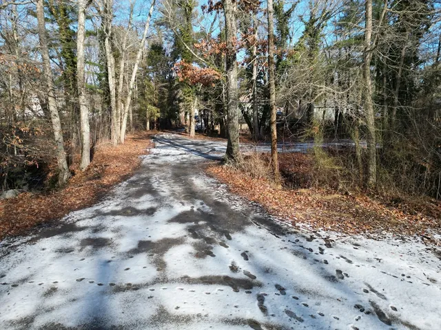a view of a forest with trees