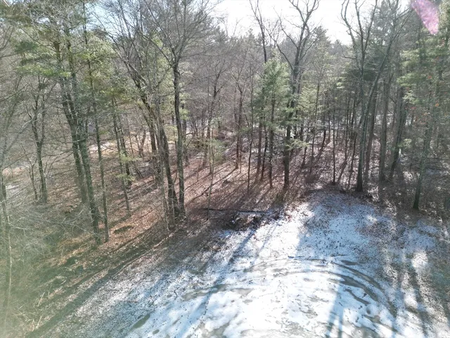a view of a forest with trees