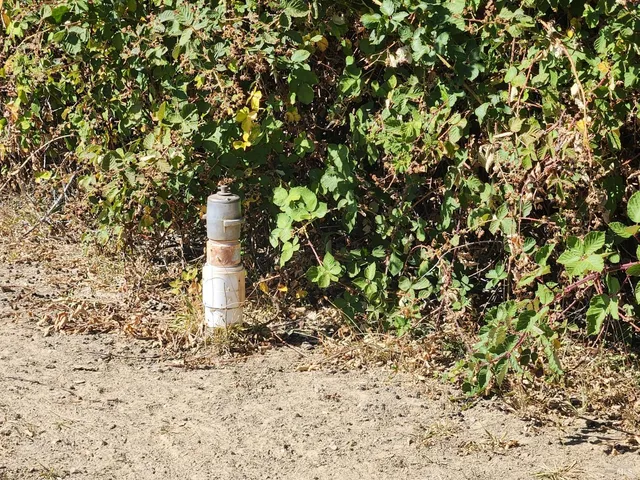 a close up of a tree