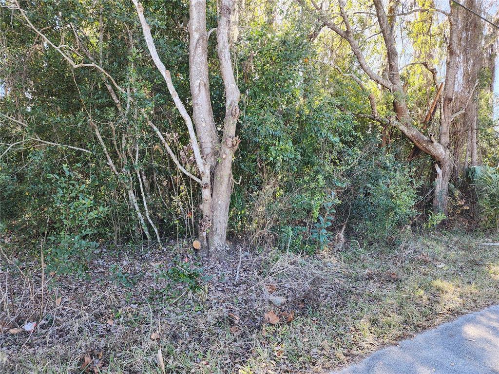 12716 Poppy Street New Port Richey, FL 34654 - Photo 2 of 5 a view of a forest that has large trees