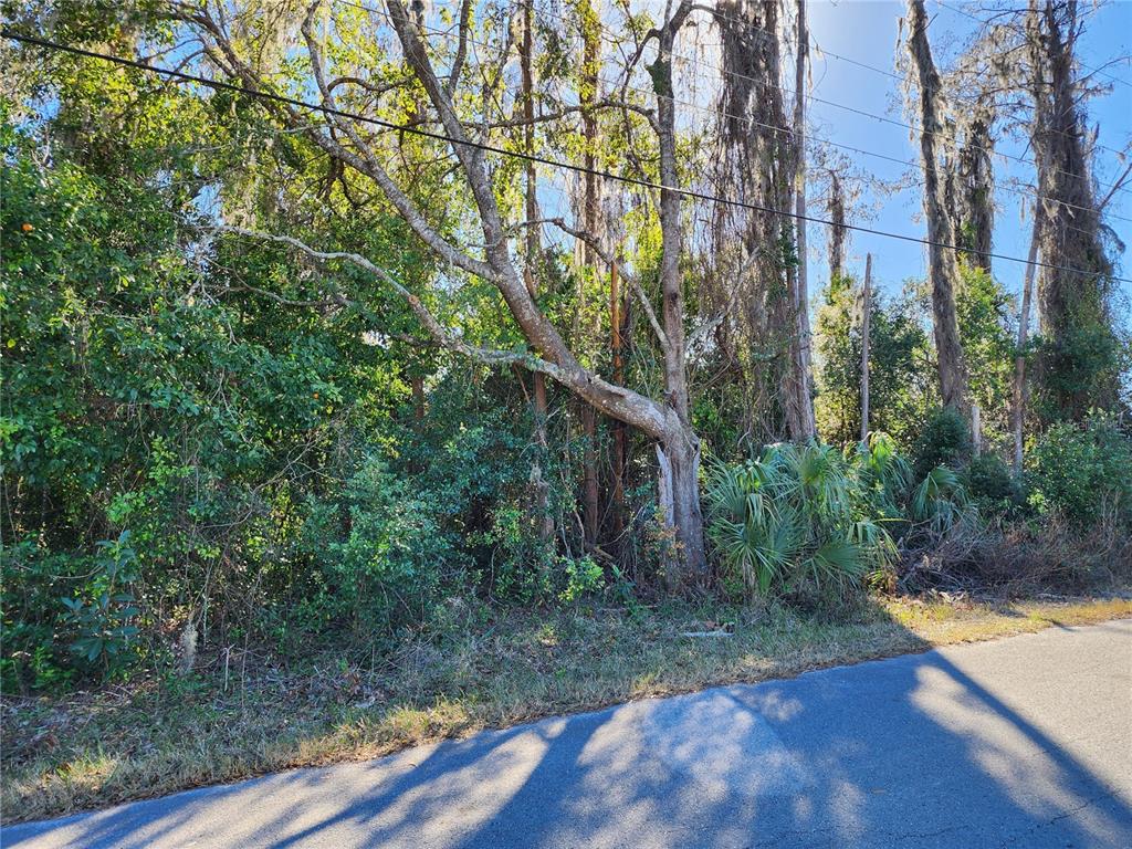 12716 Poppy Street New Port Richey, FL 34654 - Photo 3 of 5 a view of a yard with plants and trees