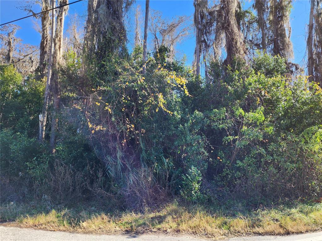 12716 Poppy Street New Port Richey, FL 34654 - Photo 5 of 5 a view of a yard with large trees