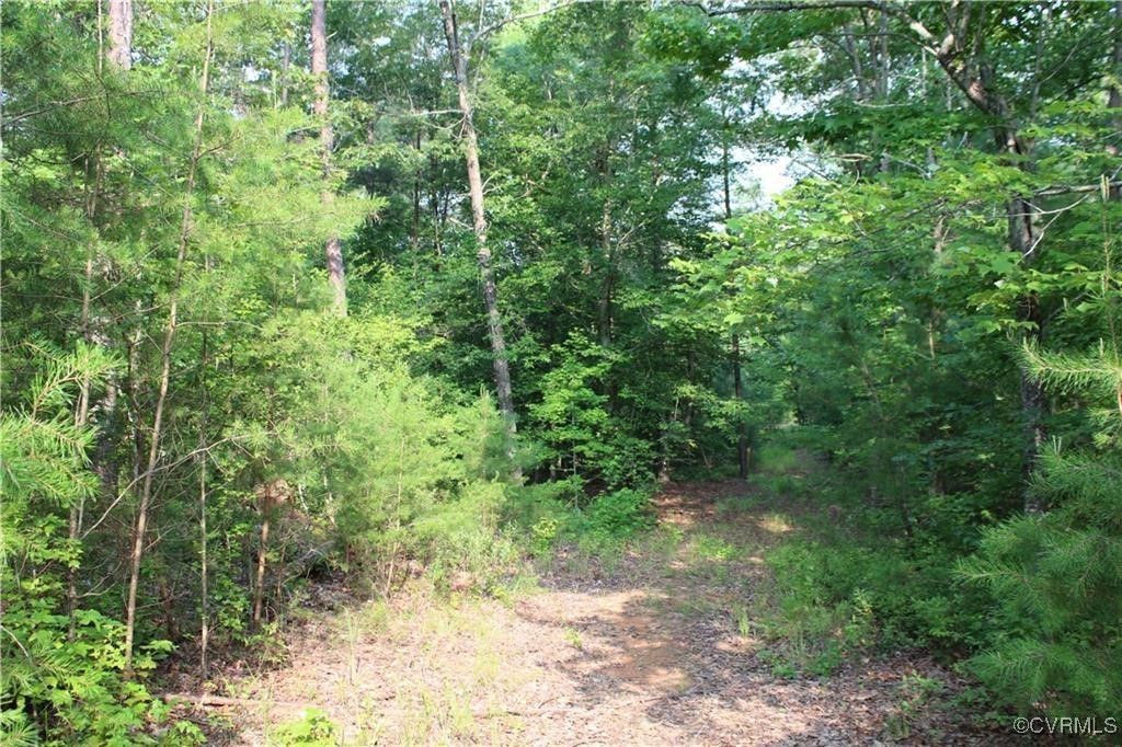 3270 Diascund Reservoir Road Lanexa, VA 23089 - Photo 5 of 12 a view of a forest with lots of trees