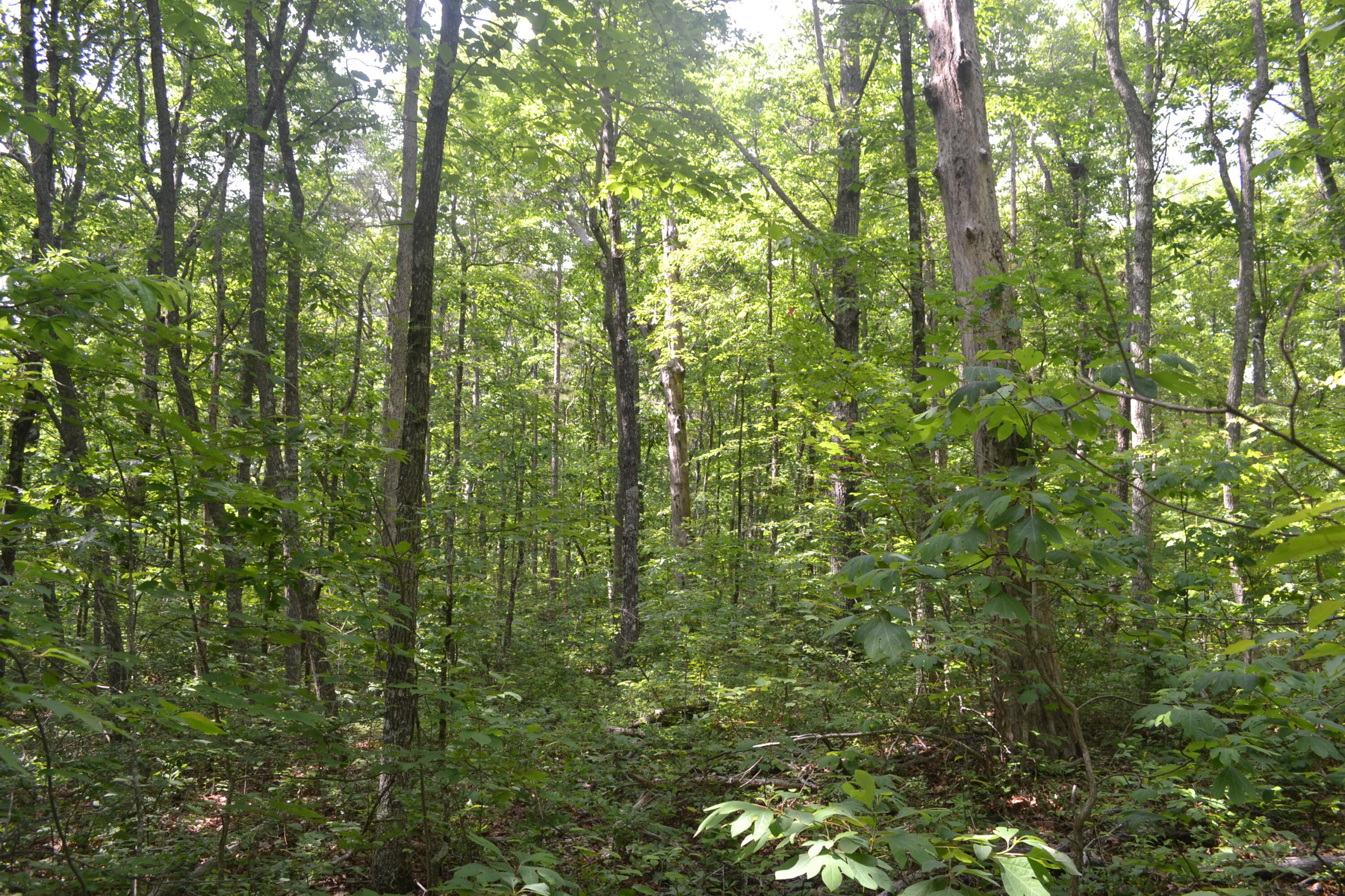 10-ac Window Rock Road Dunlap, TN 37327 - Photo 14 of 18 Hon 224 ac_2950Hon 224 ac