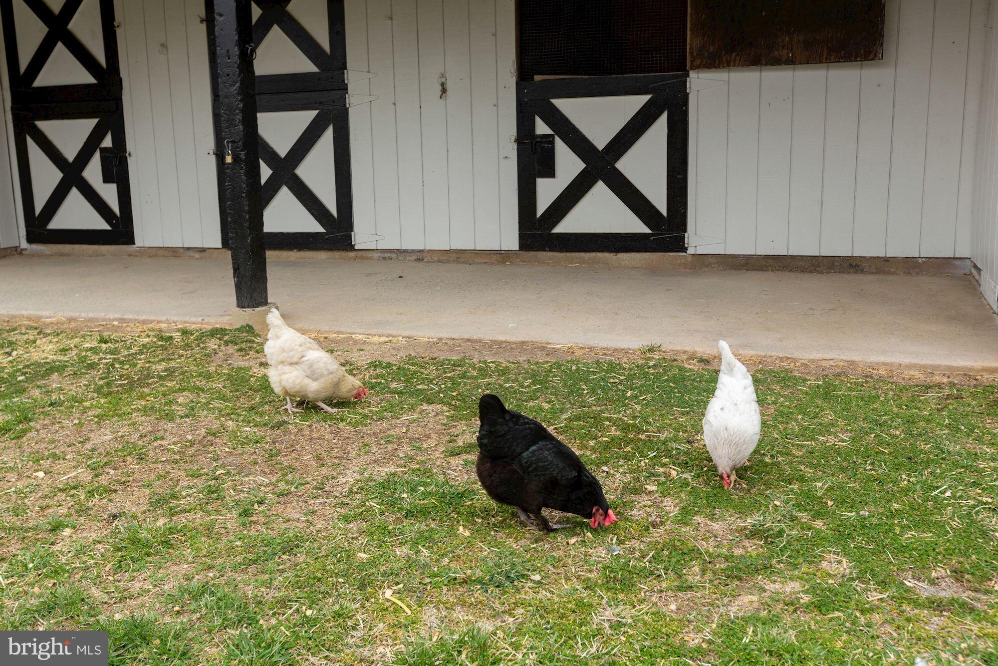 12023 Rusty Road Fairfax Station, VA 22039 - Photo 36 of 60 Free range chickens.