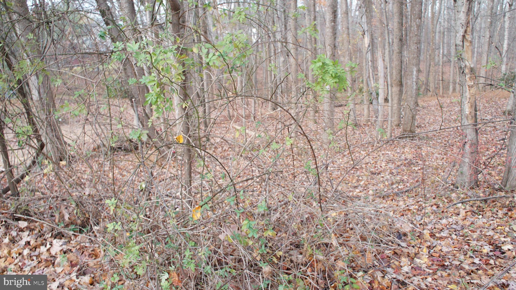 3140 Searsmont Place Herndon, VA 20171 - Photo 4 of 8 a close up of a plant in a garden