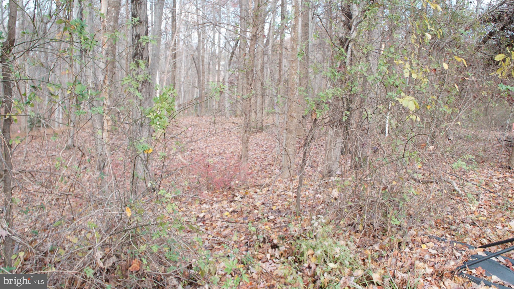 3140 Searsmont Place Herndon, VA 20171 - Photo 7 of 8 a close up of a plant with a plant