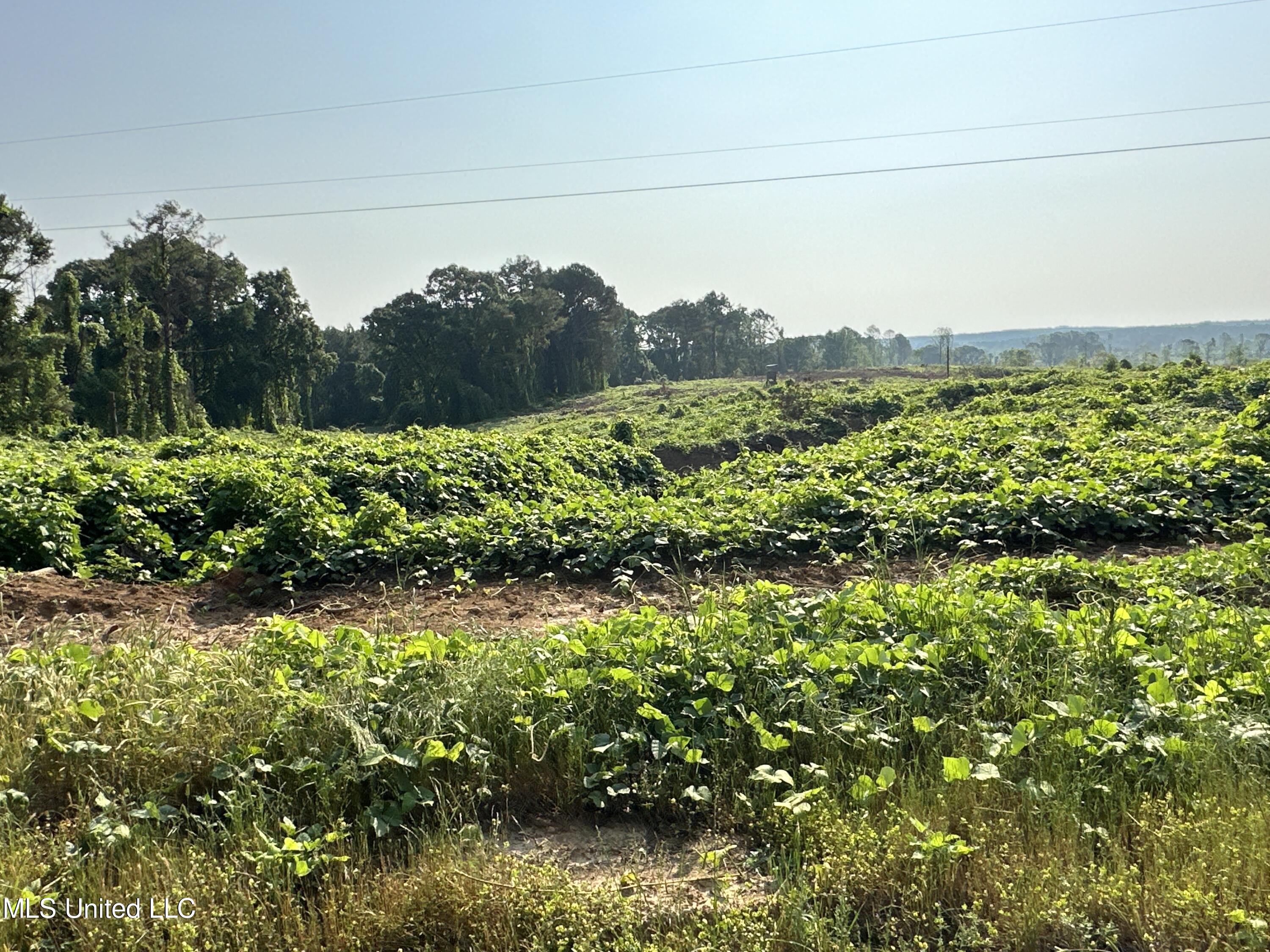 309 Co Road Oxford, MS 38655 - Photo 19 of 26 IMG_4749