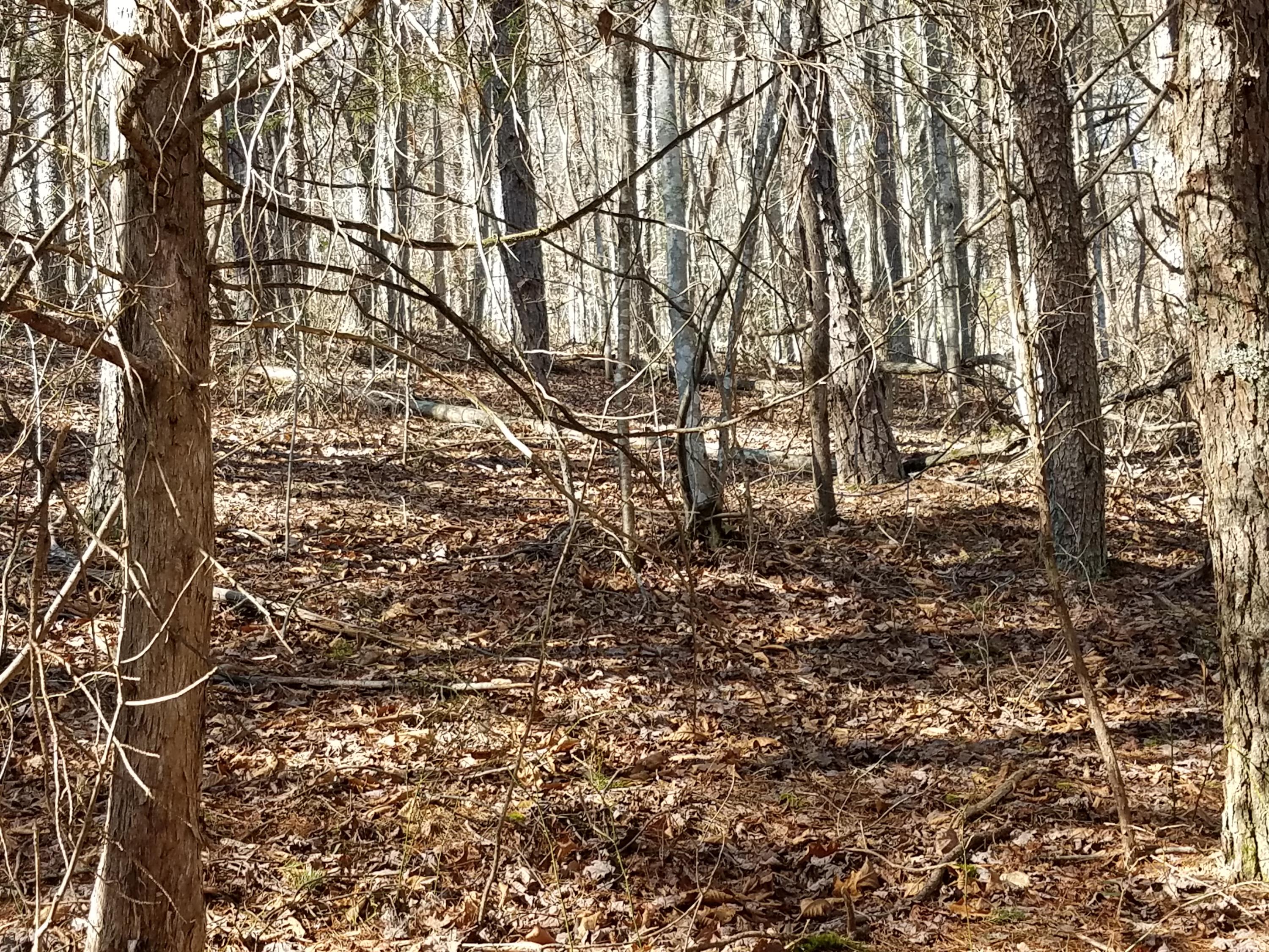 24.7-acres Miller Hollow Road Bean Station, TN 37708 - Photo 11 of 17 20180227_150647