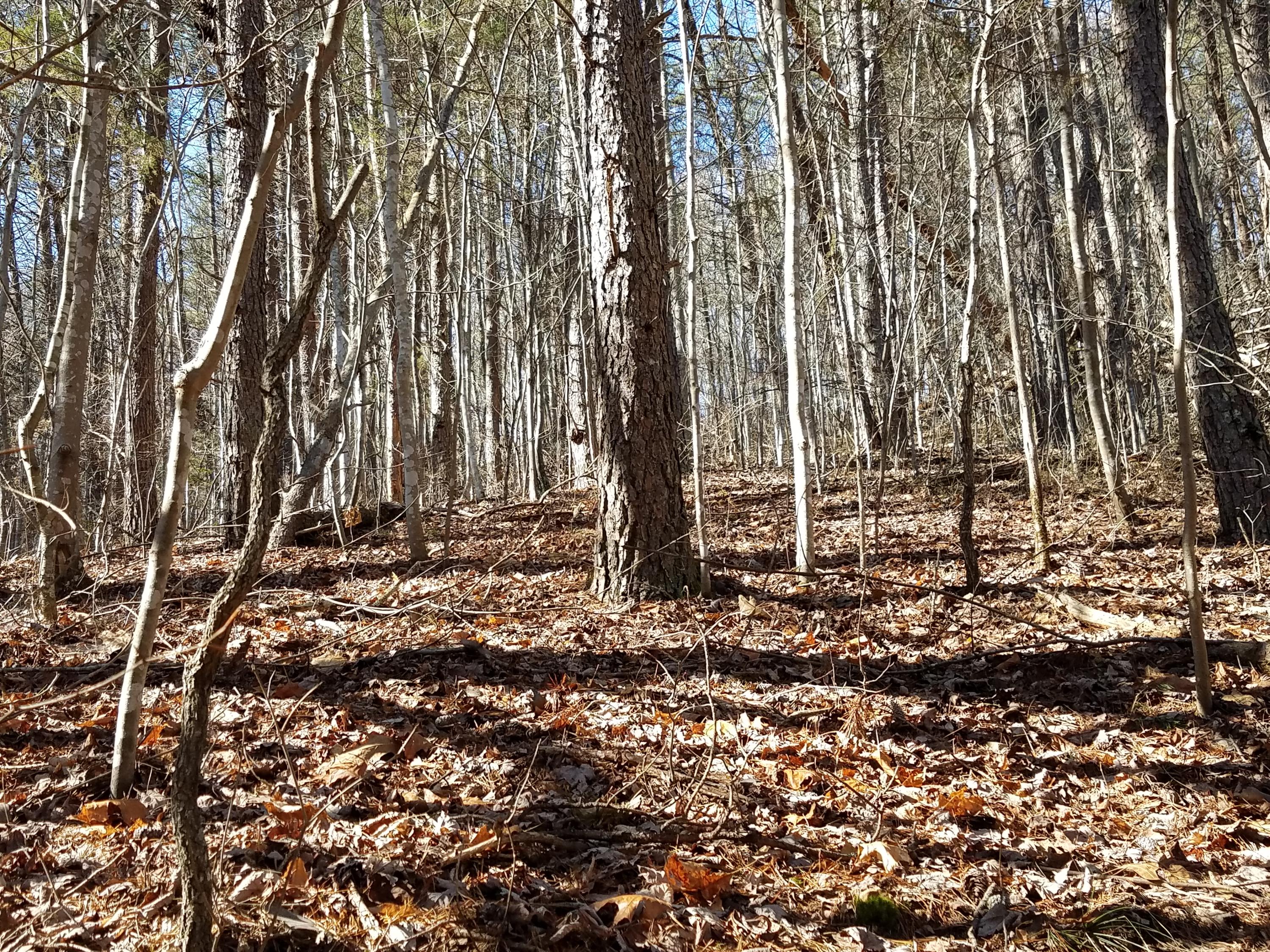 24.7-acres Miller Hollow Road Bean Station, TN 37708 - Photo 12 of 17 20180227_151009