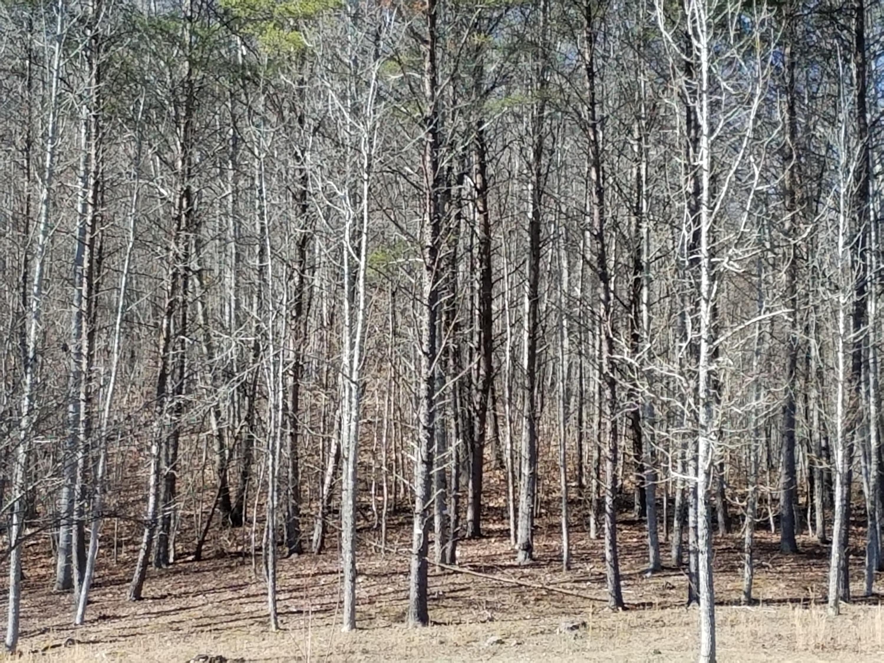 24.7-acres Miller Hollow Road Bean Station, TN 37708 - Photo 14 of 17 20180227_150311