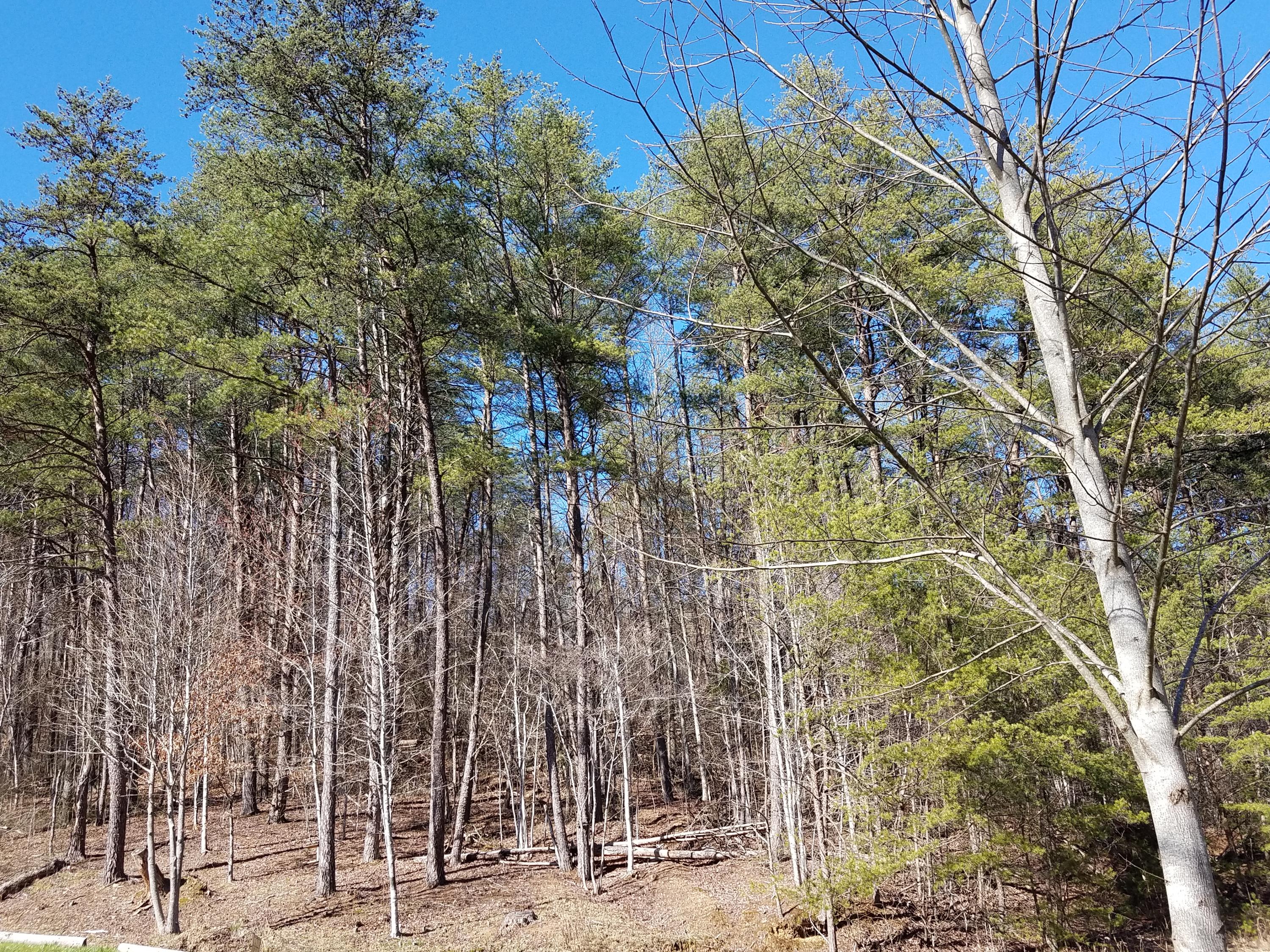24.7-acres Miller Hollow Road Bean Station, TN 37708 - Photo 16 of 17 20180227_150408