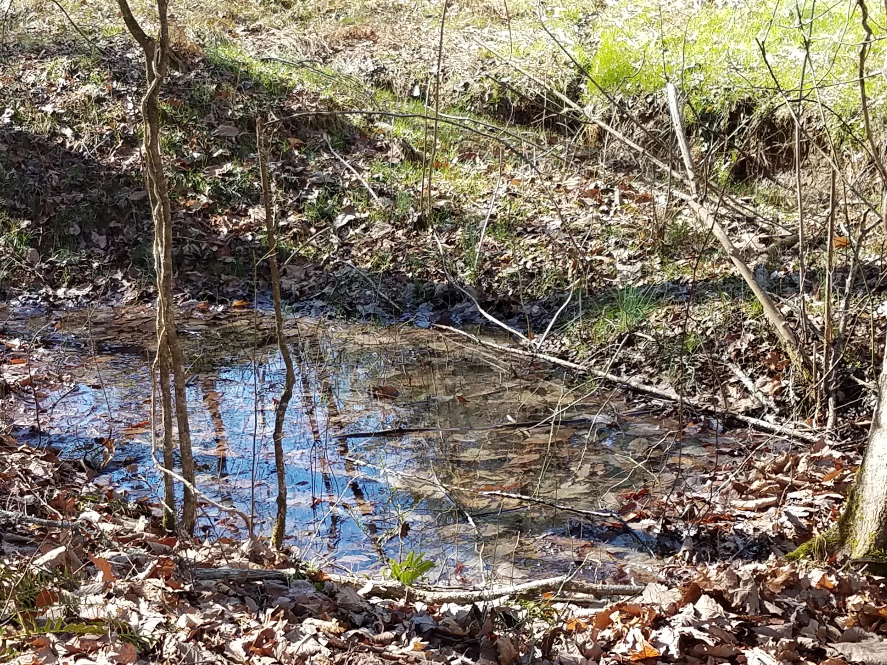 24.7-acres Miller Hollow Road Bean Station, TN 37708 - Photo 8 of 17 20180227_145418