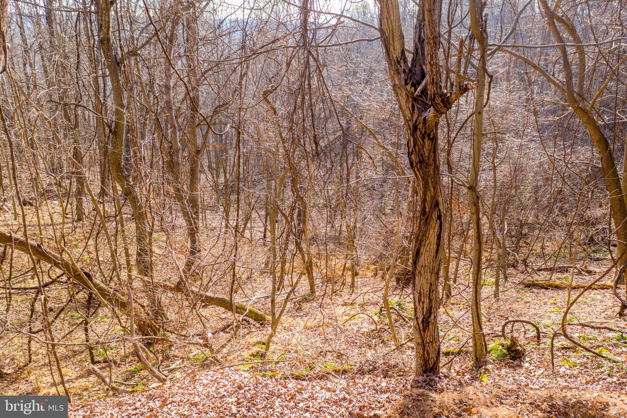 Williams Road Cumberland, MD 21502 - Photo 7 of 12 Gallery Image 7