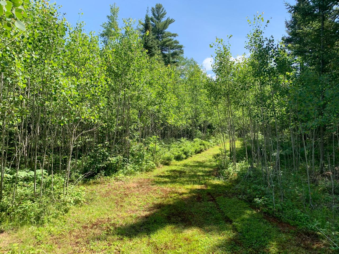 On Burnt Bridge Road, Unit LOT 1 St. Germain, WI 54558 - Photo 14 of 15 Gallery Image 14