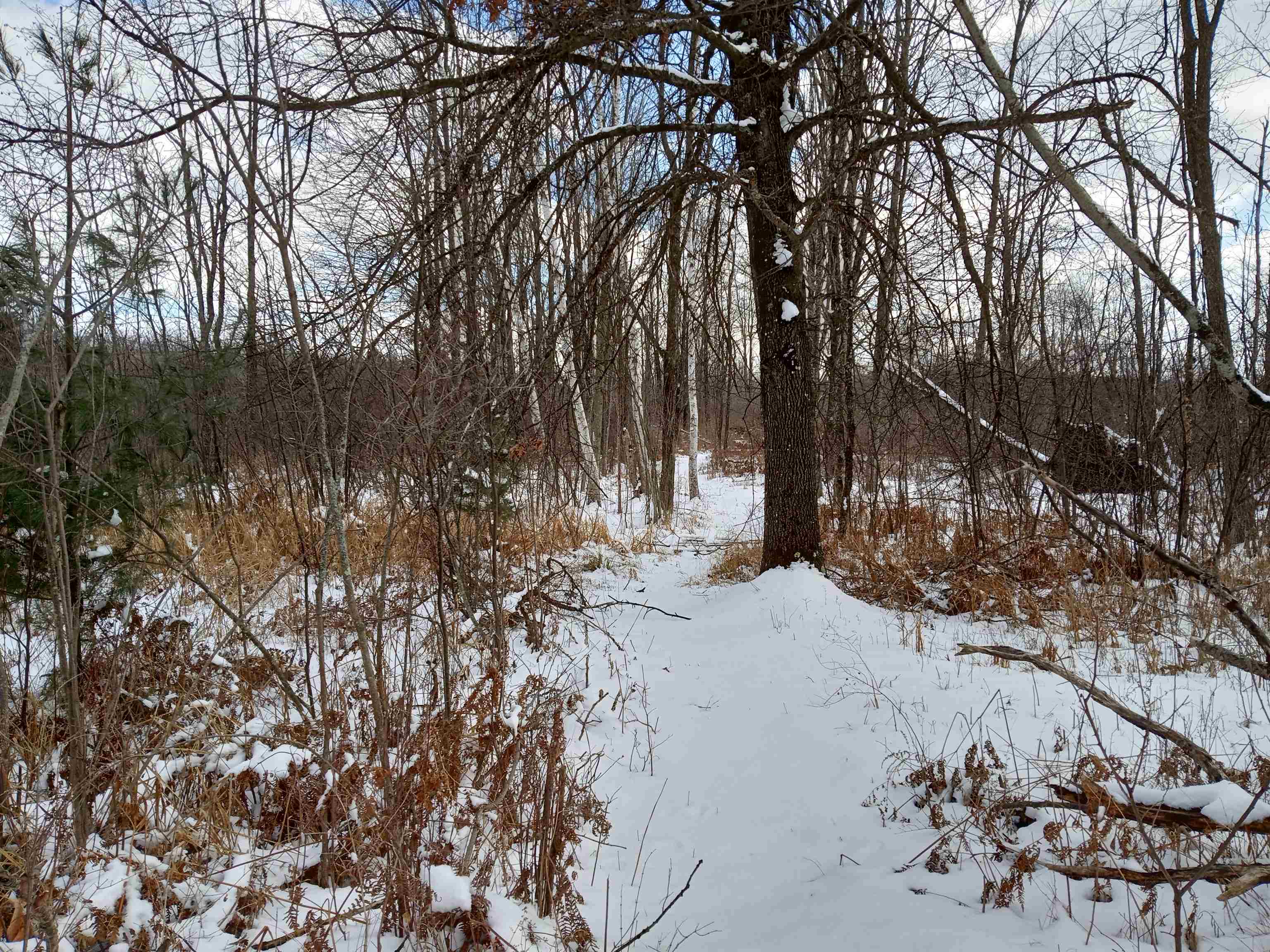 Tbd Roosevelt Road Remus, MI 49340 - Photo 17 of 27 1897397-16.JPG