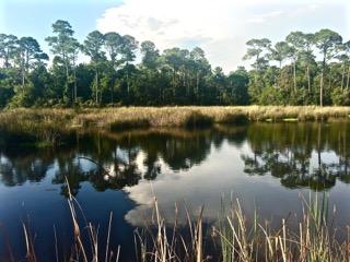 Lot 8 Pine Cone Trail Inlet Beach Inlet Beach, FL 32461 - Photo 4 of 5 a body of water with a tree in the background